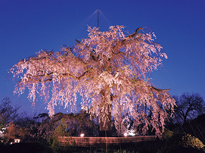 円山公園 京都観光コンシェルジュ