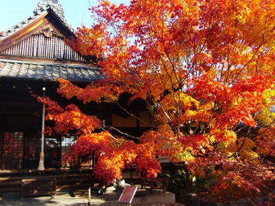 Autumn foliage is usually at its best from mid to late November. The leaves are usually at their best from mid to late November, and the area is also illuminated.