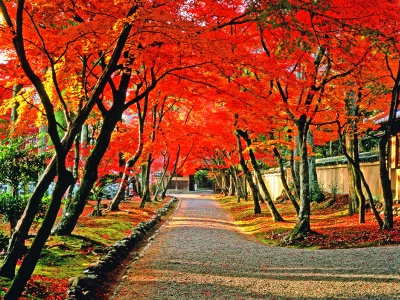 In autumn, there is a crimson tunnel in front of the entrance gate.