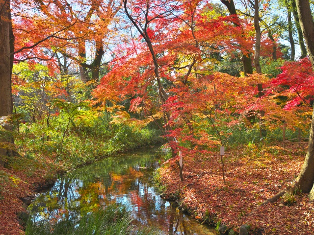 下鴨神社　vol19　グラビア