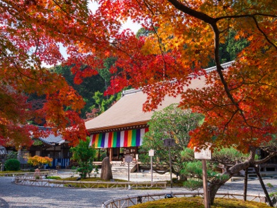 The best time to view the autumn leaves is usually from mid to late November, and the scattered leaves in early December are also beautiful.