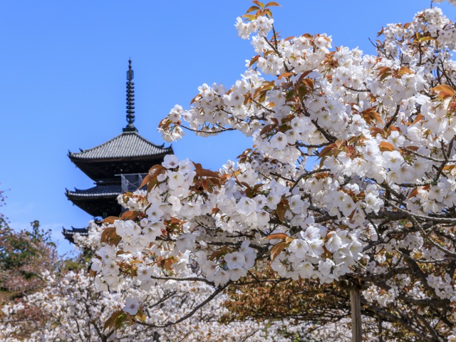 総本山仁和寺　vol20_グラビア