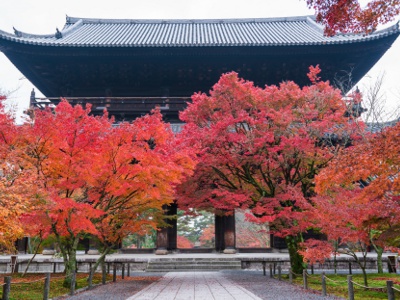 色鮮やかなモミジが鑑賞できるのは例年11月中旬～～12月上旬。