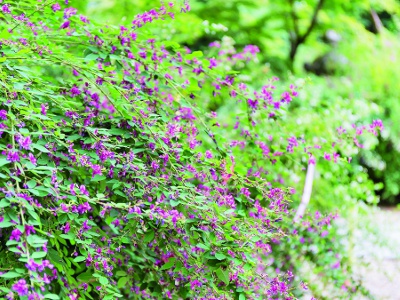 It is also famous for its hagi (Japanese bush clover), and in late September, about 500 hagi (Japanese bush clover) planted in the grounds bloom. The Hagi Festival is also held.
During the Hagi Festival In addition to the traditional performing arts, there is also a tea ceremony.