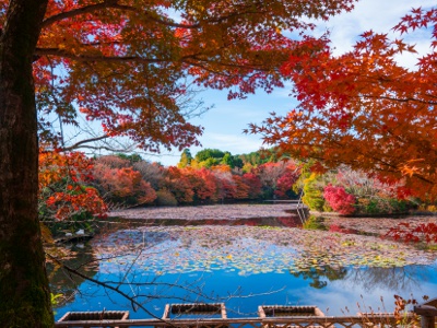 The Kyoyochi Pond, which mirrors trees, is one of the three great mirror ponds in Kyoto.