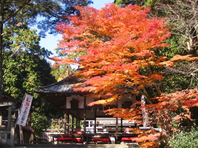 The Kaohsiung maple trees are in full bloom from mid-November. Let's appreciate them together.