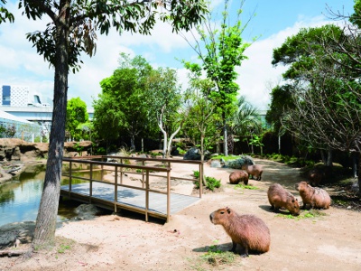 新エリア「カピバラたちの湿原～Pantanal～」