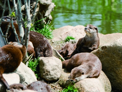 オッターサンクチュアリ～コツメカワウソ生態園～