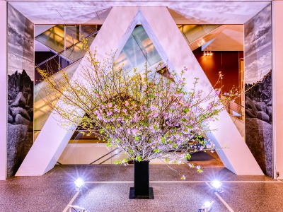 The “Cherry Blossoms at Hilton Plaza” appear from mid to late March. Visitors can feel the arrival of spring earlier than the blooming of cherry blossoms in the surrounding area.