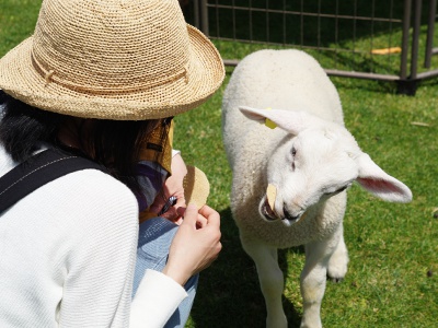 Visitors can enjoy petting and feeding the animals.