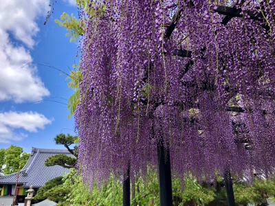 It is well known for its wisteria, and a wisteria festival is held in spring.